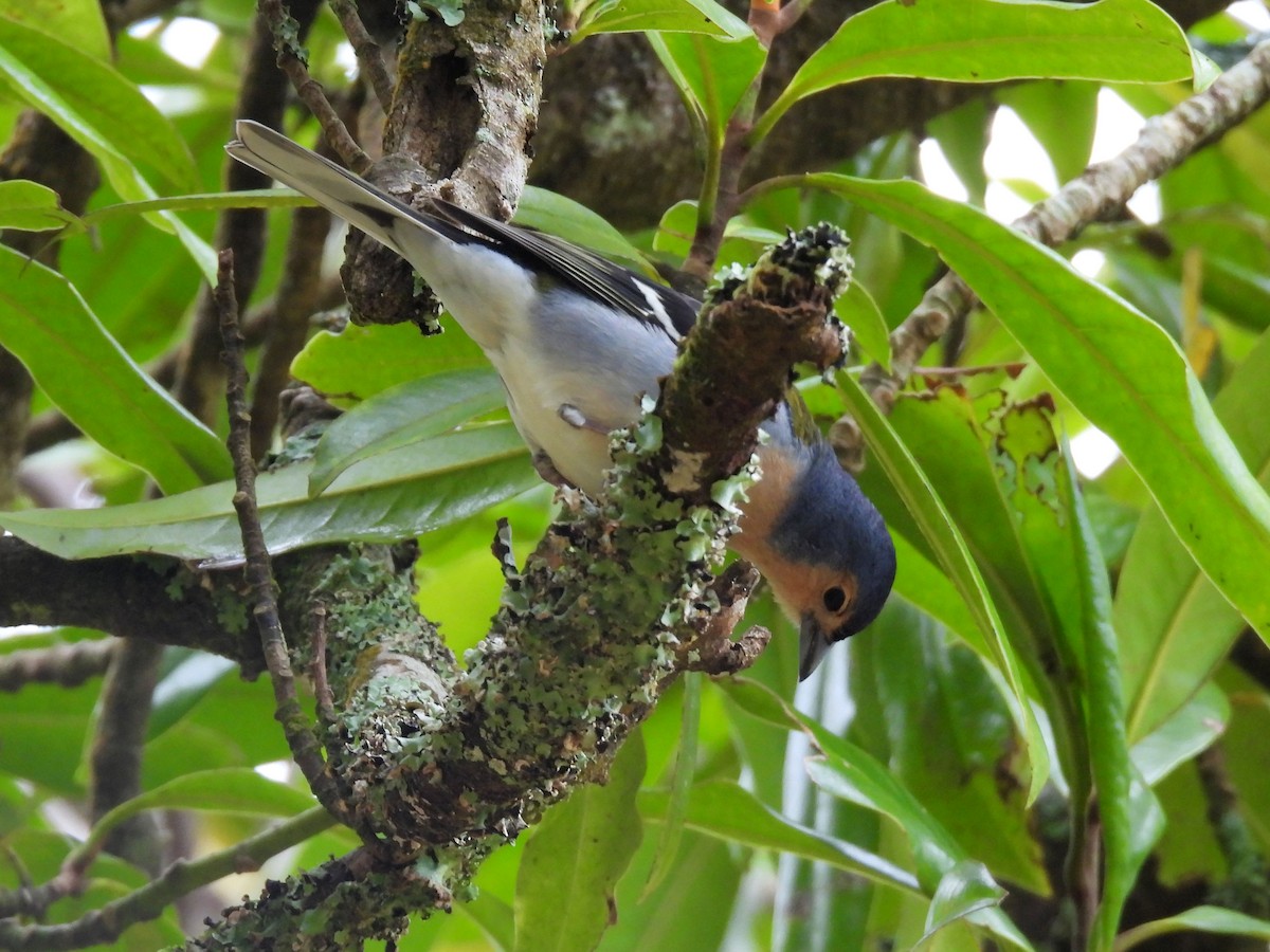 Madeira Chaffinch - ML637786839