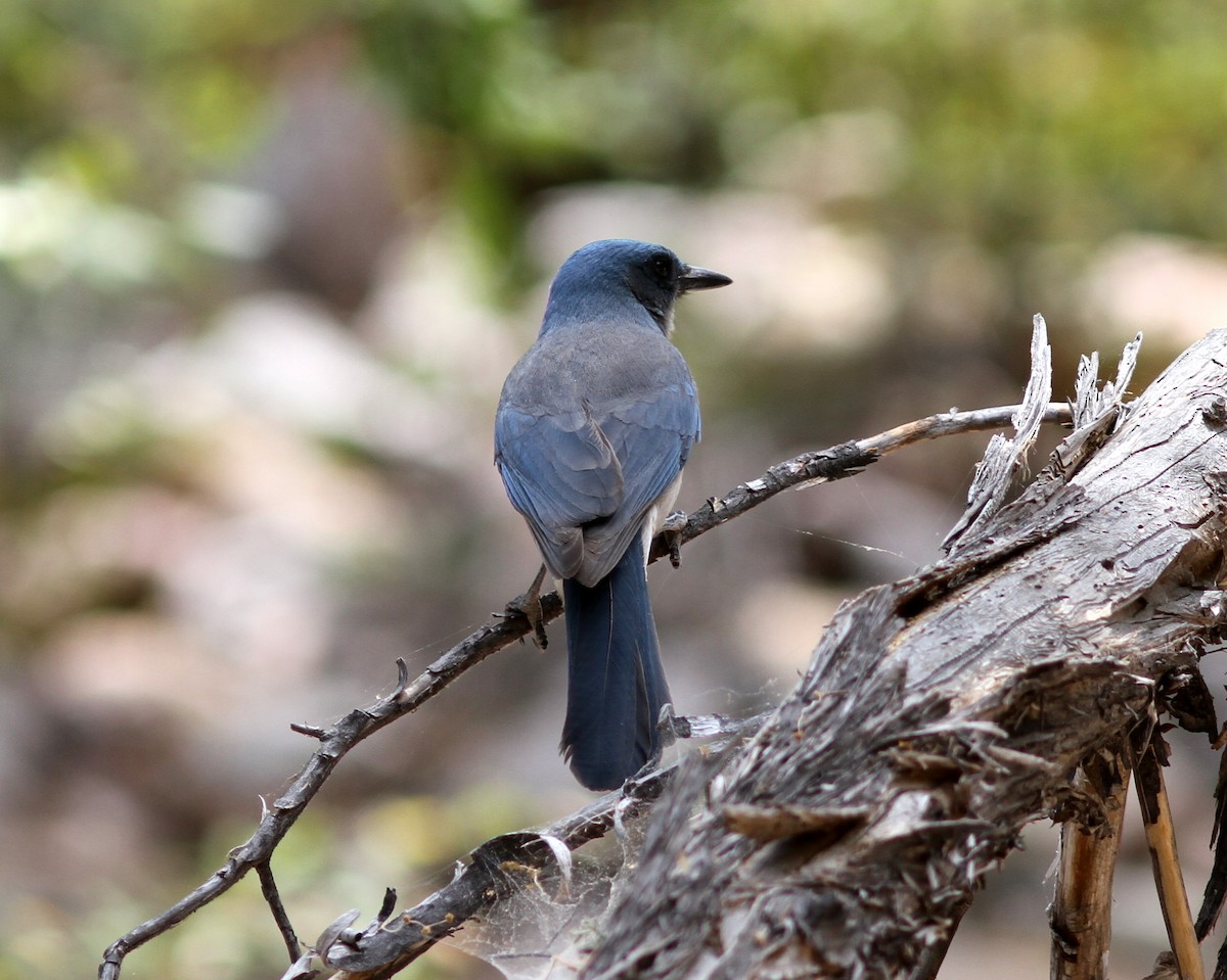Mexican Jay - ML637786844