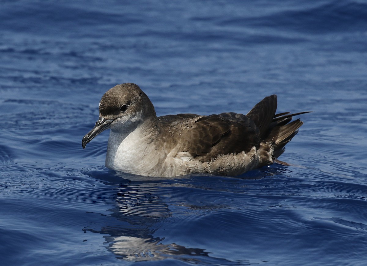 Balearic Shearwater - ML637786856