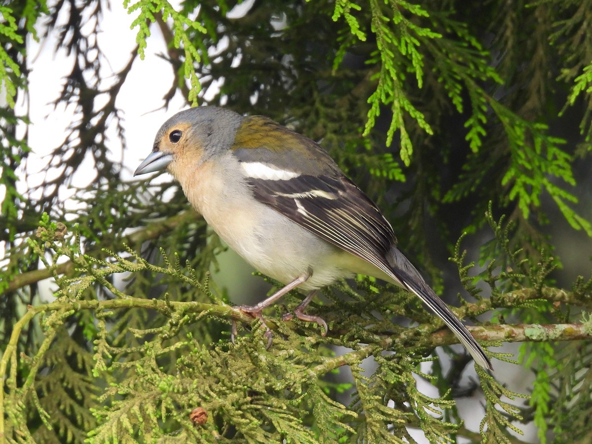 Madeira Chaffinch - ML637786857