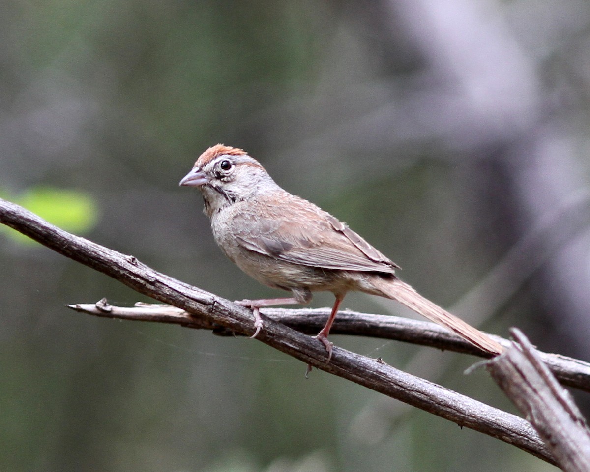 Rufous-crowned Sparrow - ML637786863