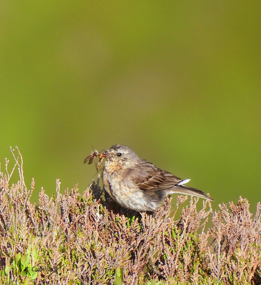 Water Pipit - ML637786871