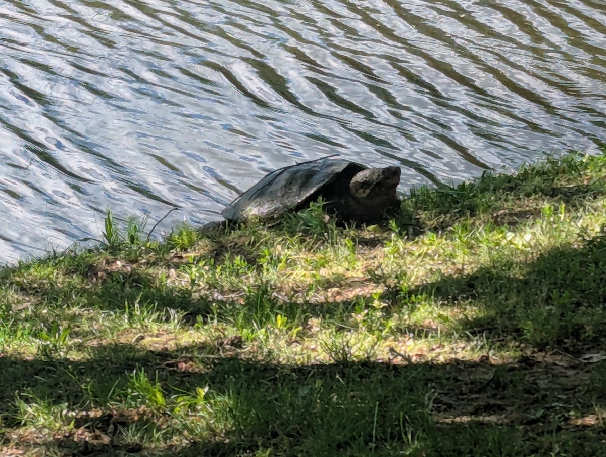 Alligatorschildkröten - ML637786873