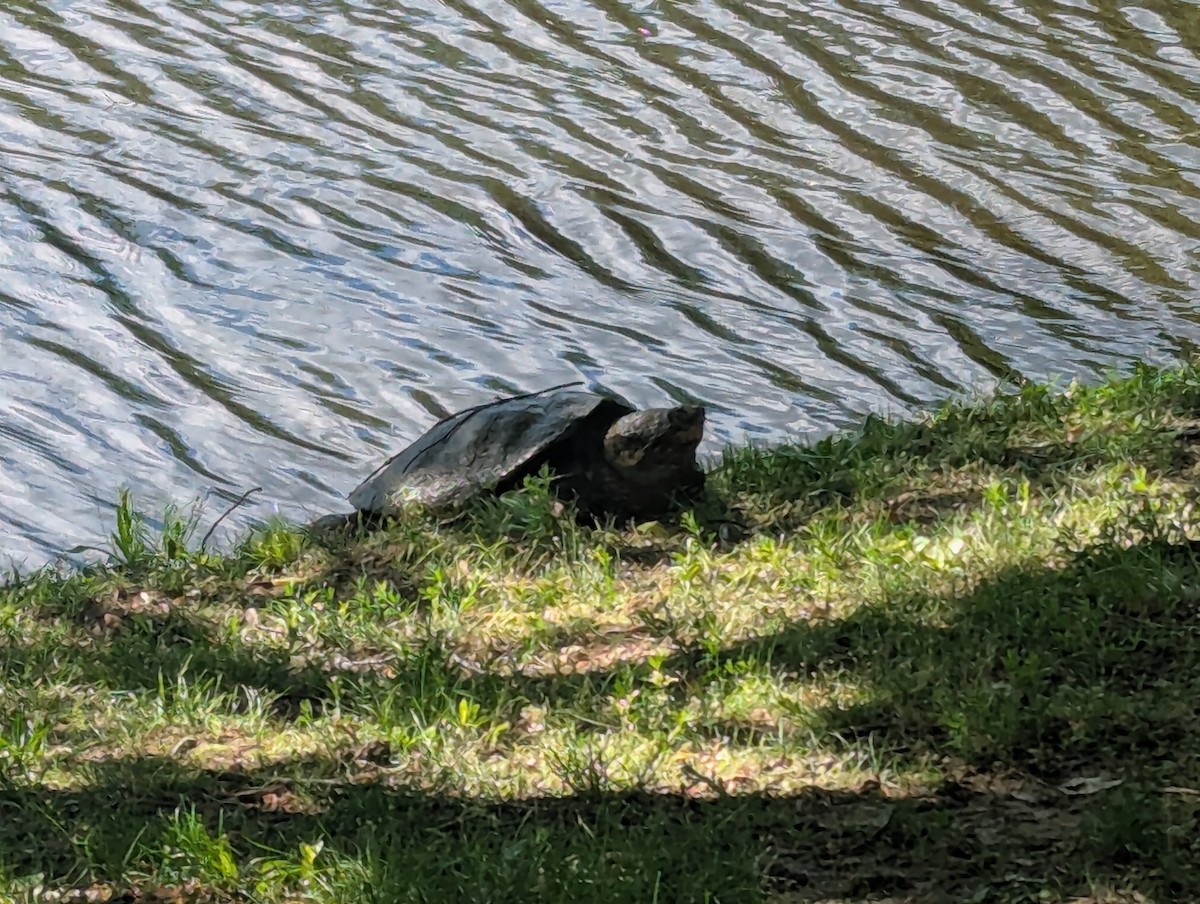 Alligatorschildkröten - ML637786874