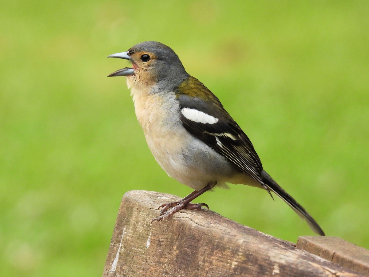 Madeira Chaffinch - ML637786875