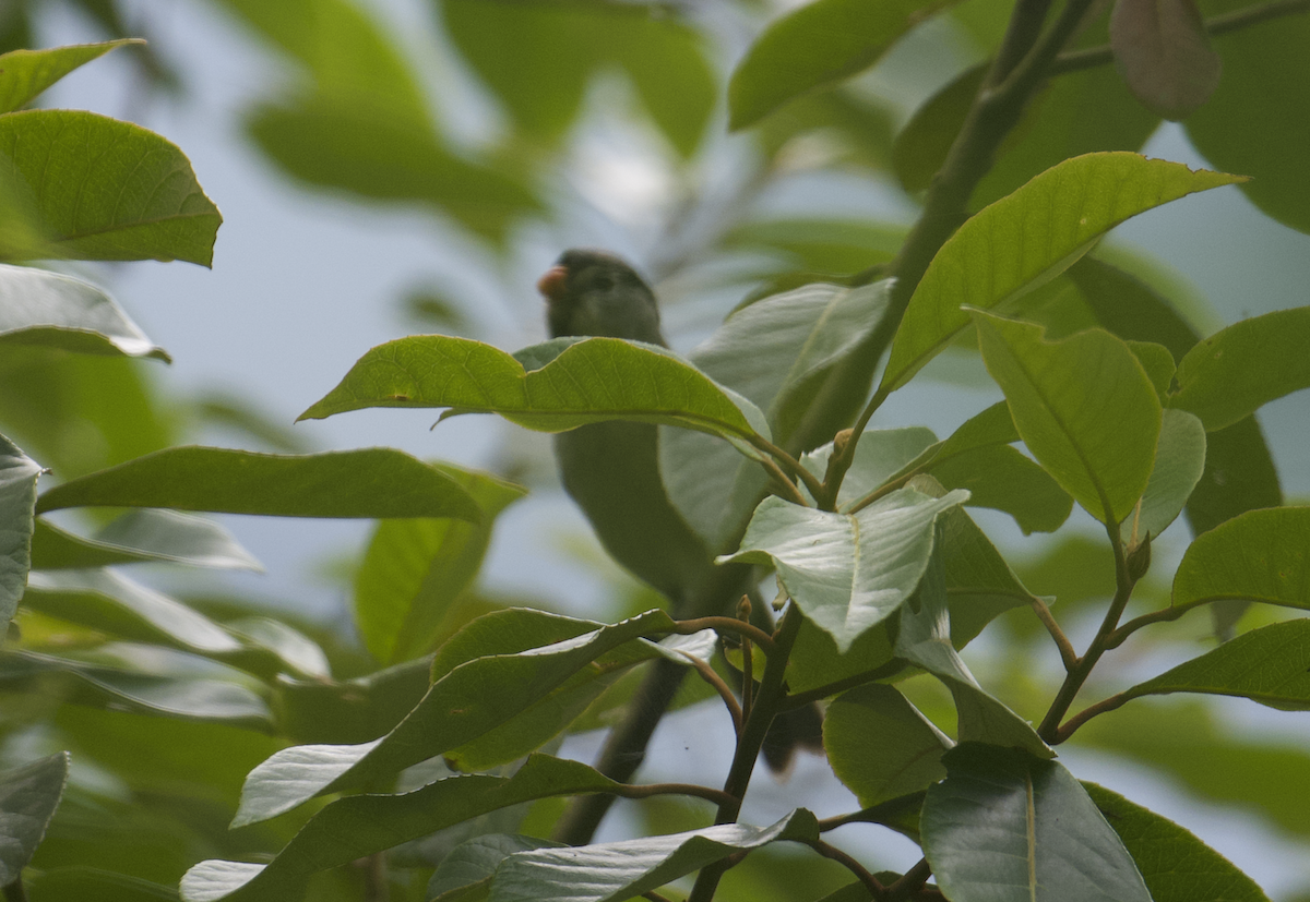 Gray-headed Parrotbill - ML637786885