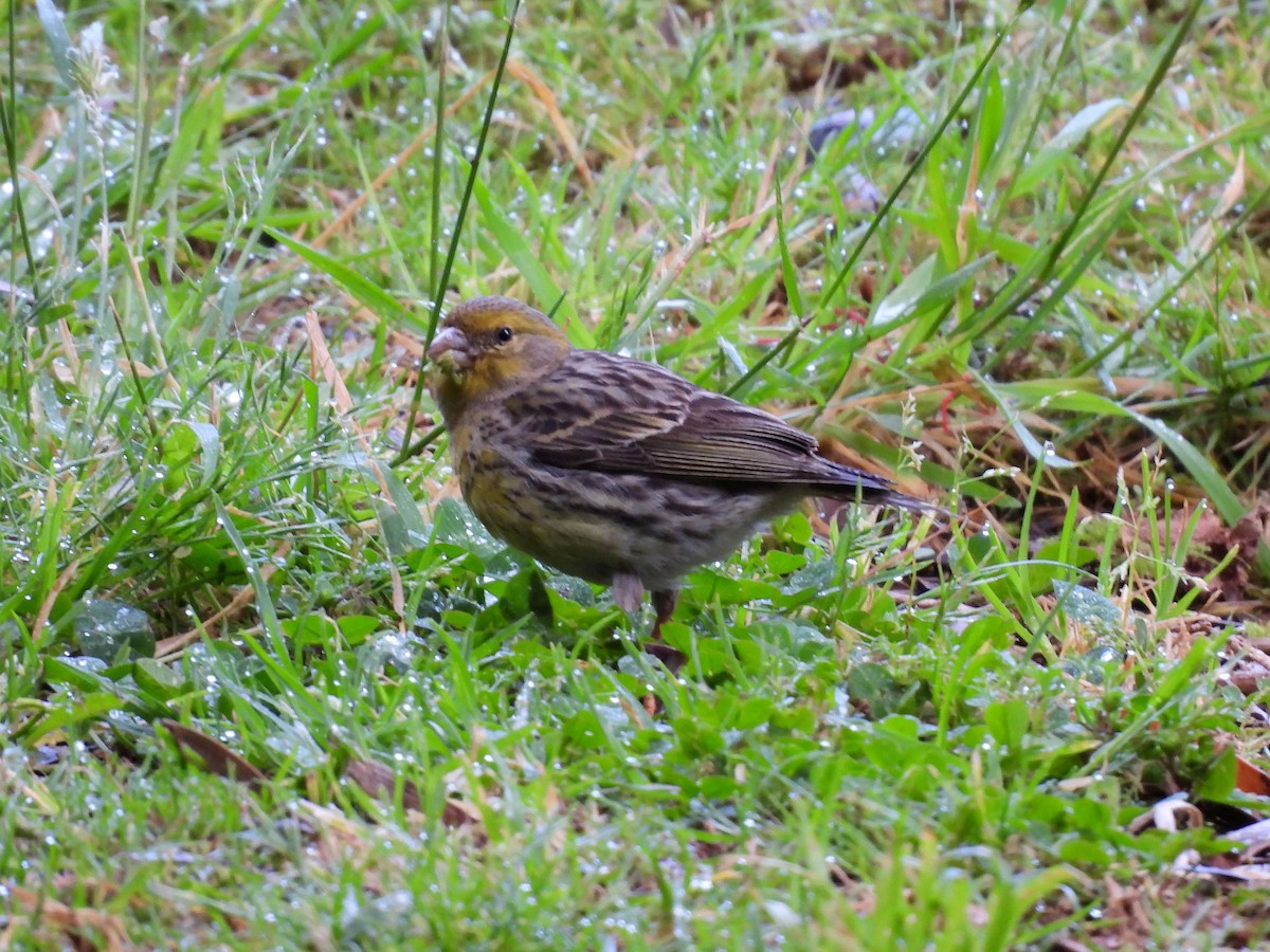 Island Canary - ML637786909