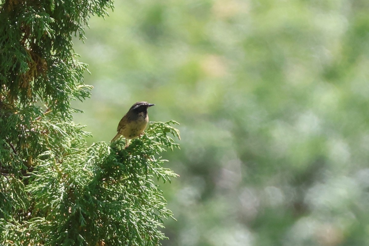 Black-throated Accentor - ML637786931