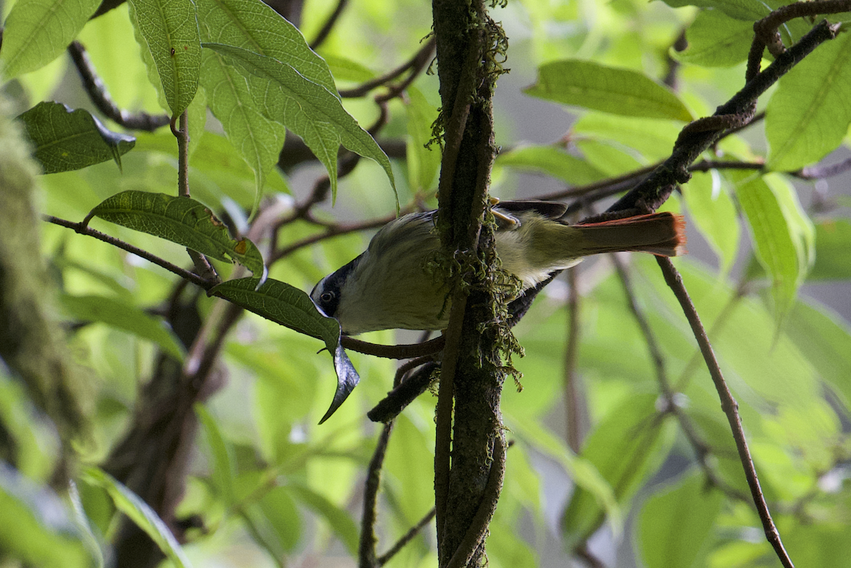 Red-tailed Minla - ML637786970