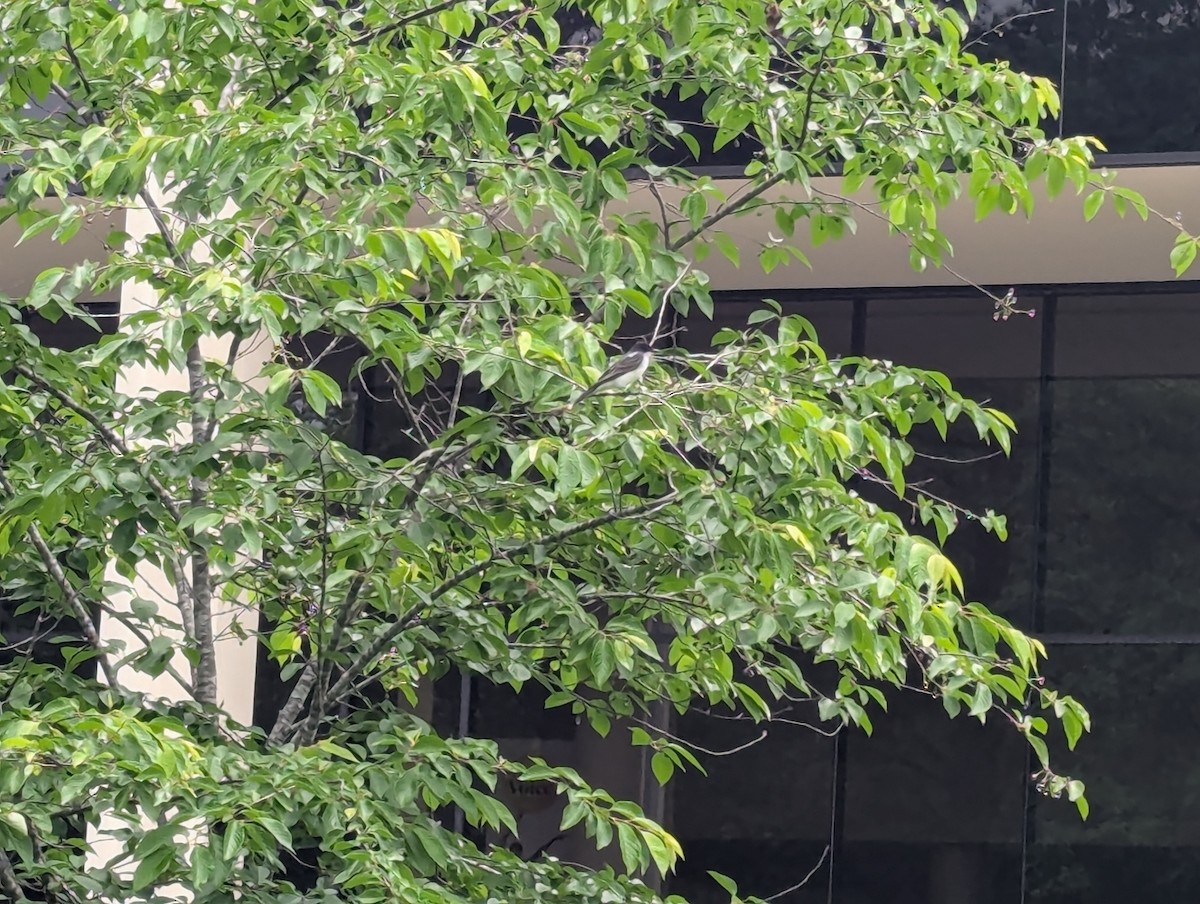 Schieferrücken-Königstyrann - ML637786979