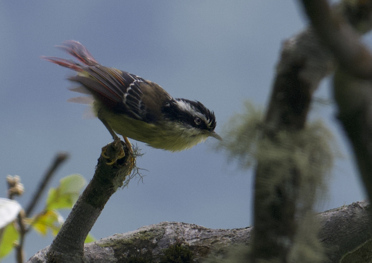 Red-tailed Minla - ML637786980