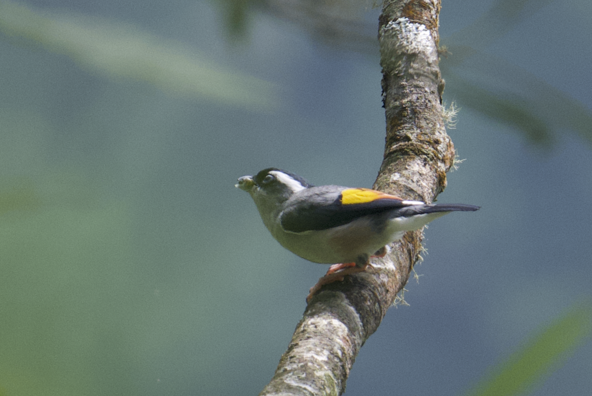 White-browed Shrike-Babbler - ML637787019
