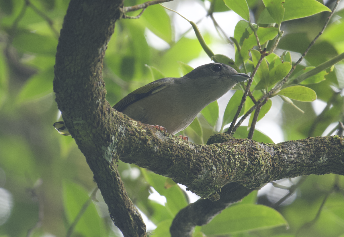White-browed Shrike-Babbler - ML637787020