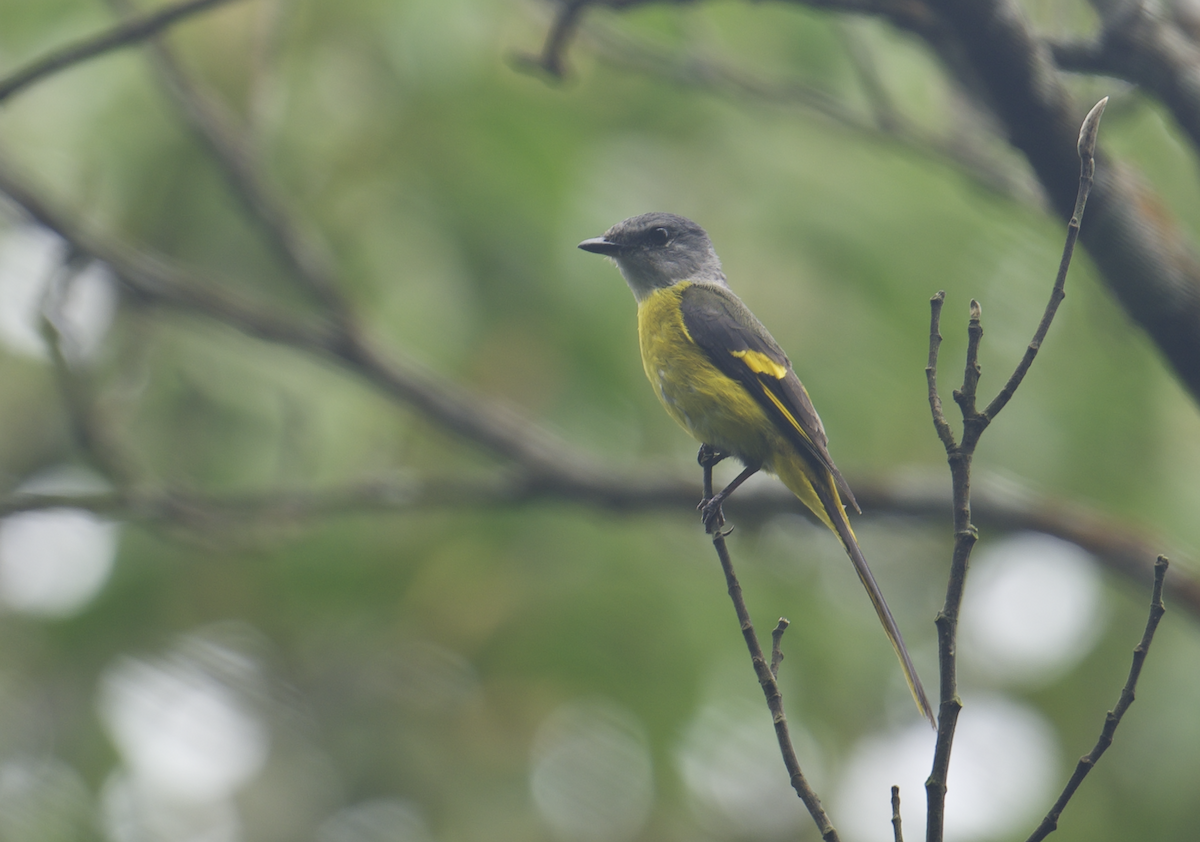 Short-billed Minivet - ML637787038