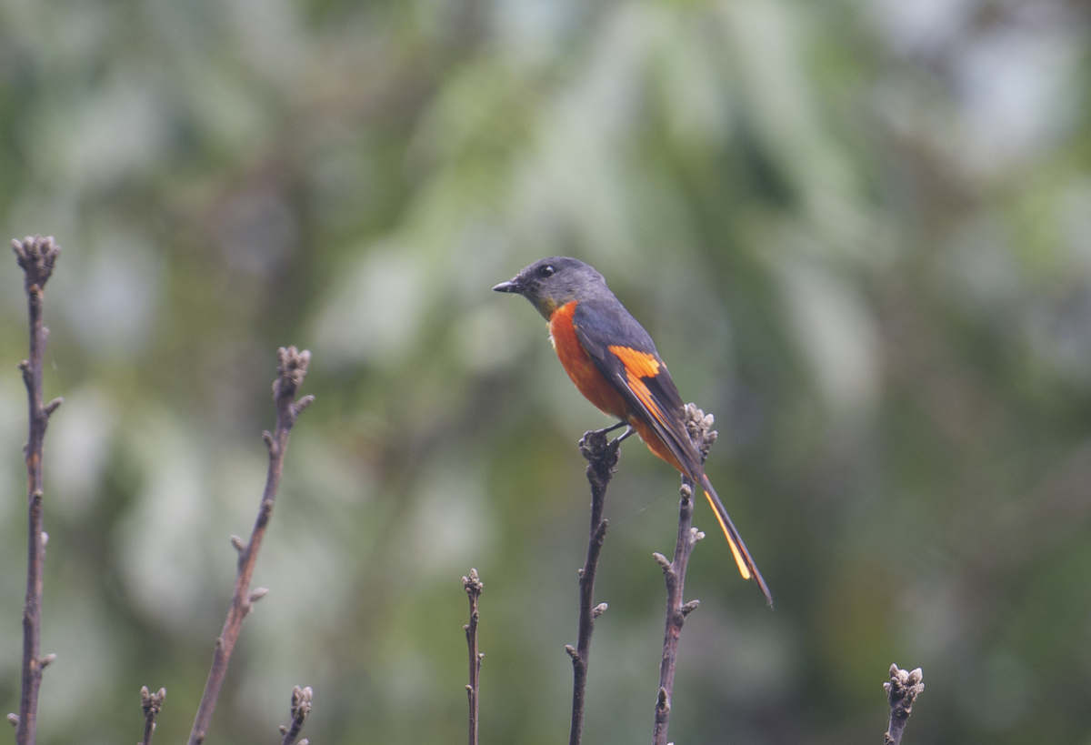 Short-billed Minivet - ML637787039