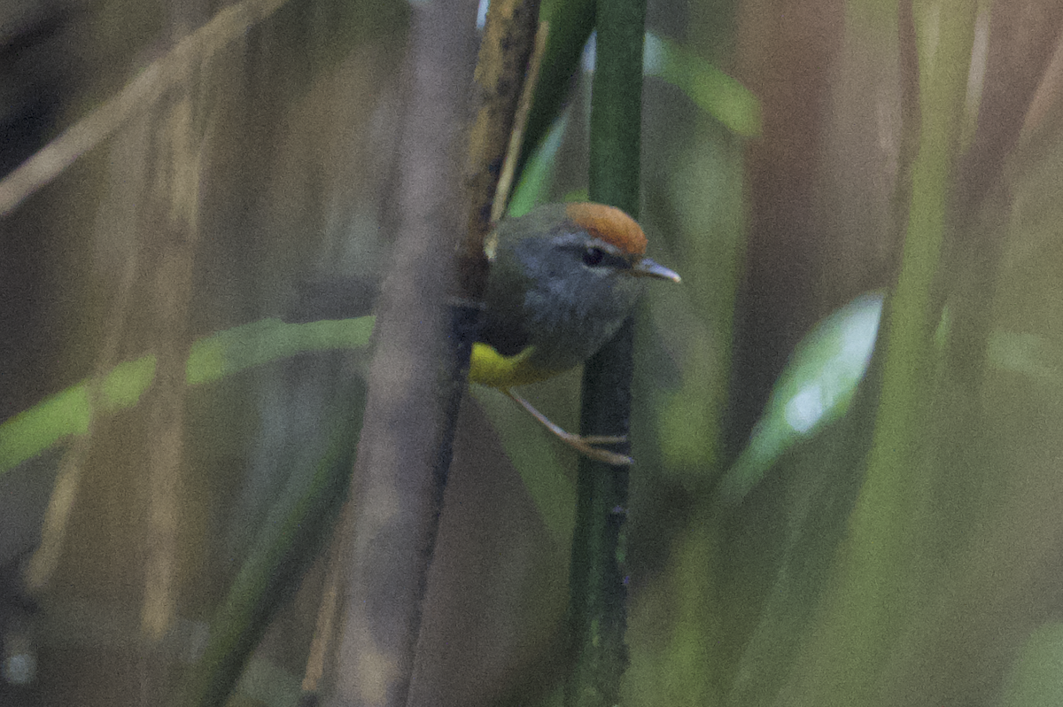 Broad-billed Warbler - ML637787101