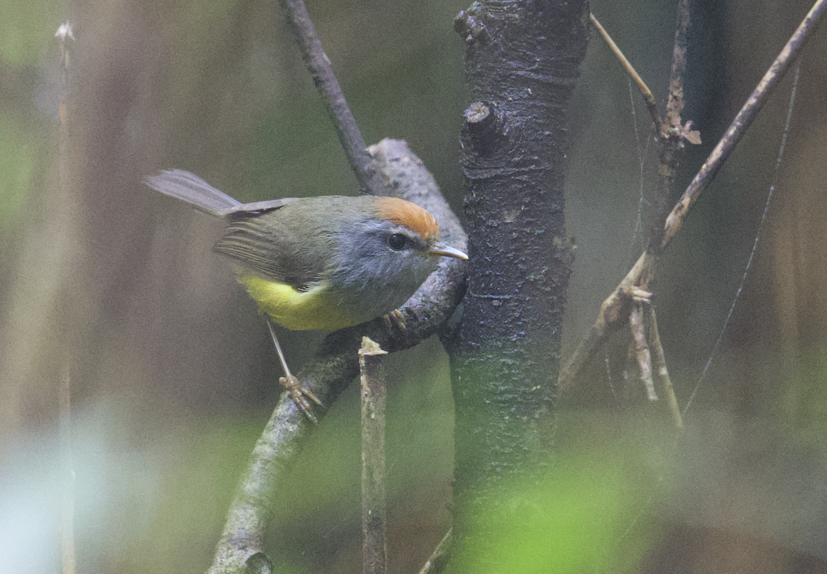 Broad-billed Warbler - ML637787102