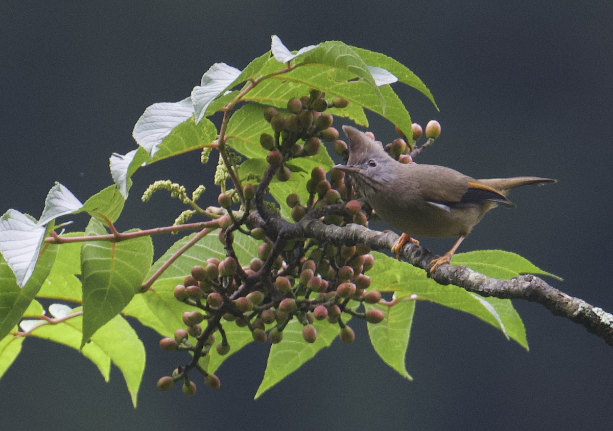 Stripe-throated Yuhina - ML637787110