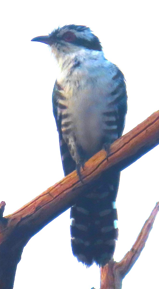 Dideric Cuckoo - ML637787118
