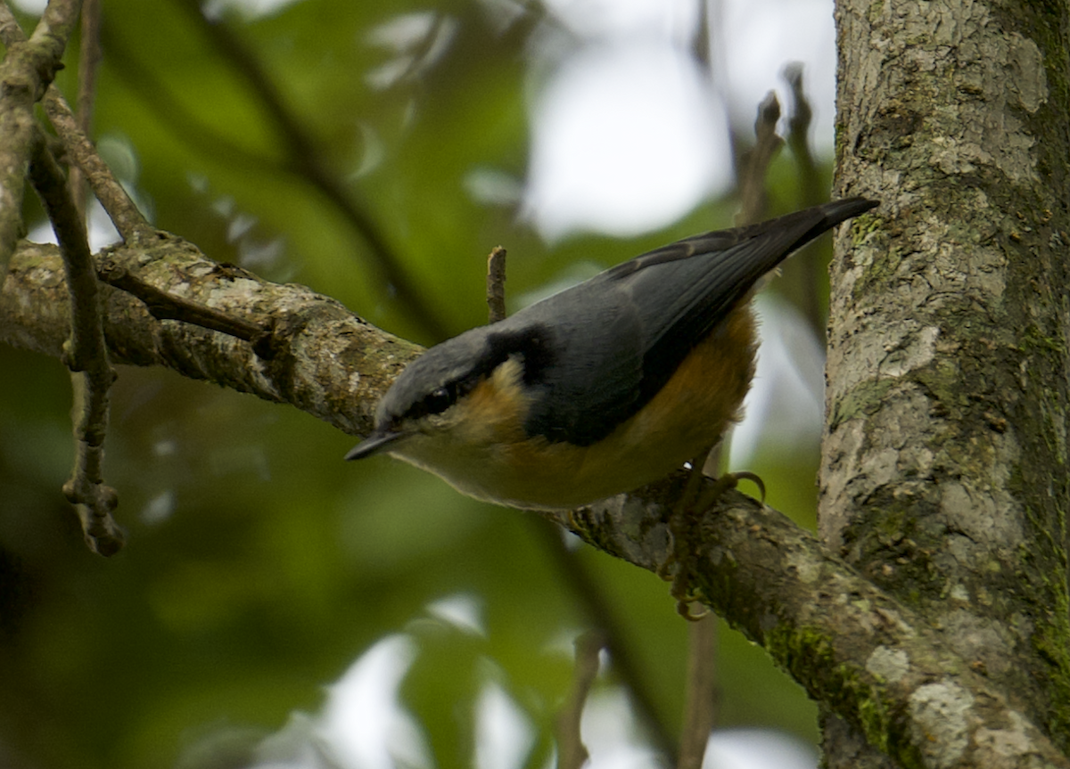 White-tailed Nuthatch - ML637787130