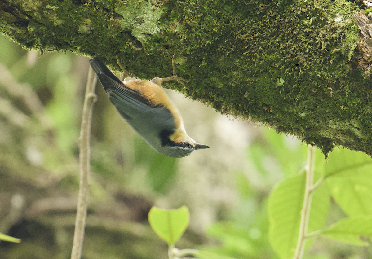 White-tailed Nuthatch - ML637787132