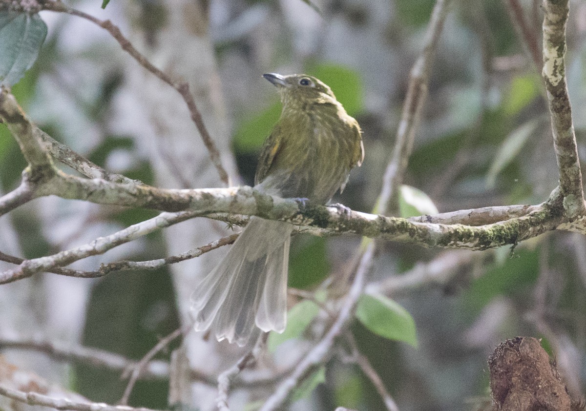 Gray-tailed Piha - ML637787196