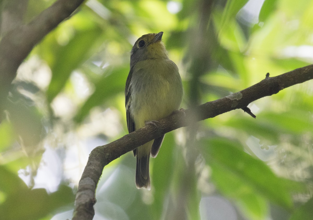 Wing-barred Piprites - ML637787202