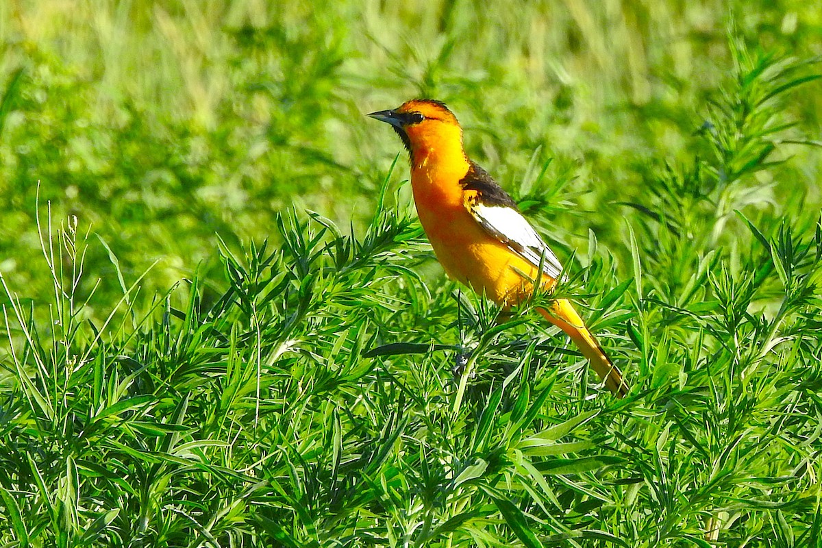 ML637787269 - Bullock's Oriole - Macaulay Library