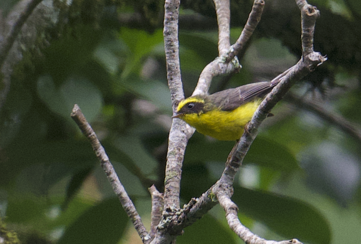 Yellow-bellied Fairy-Fantail - ML637787278