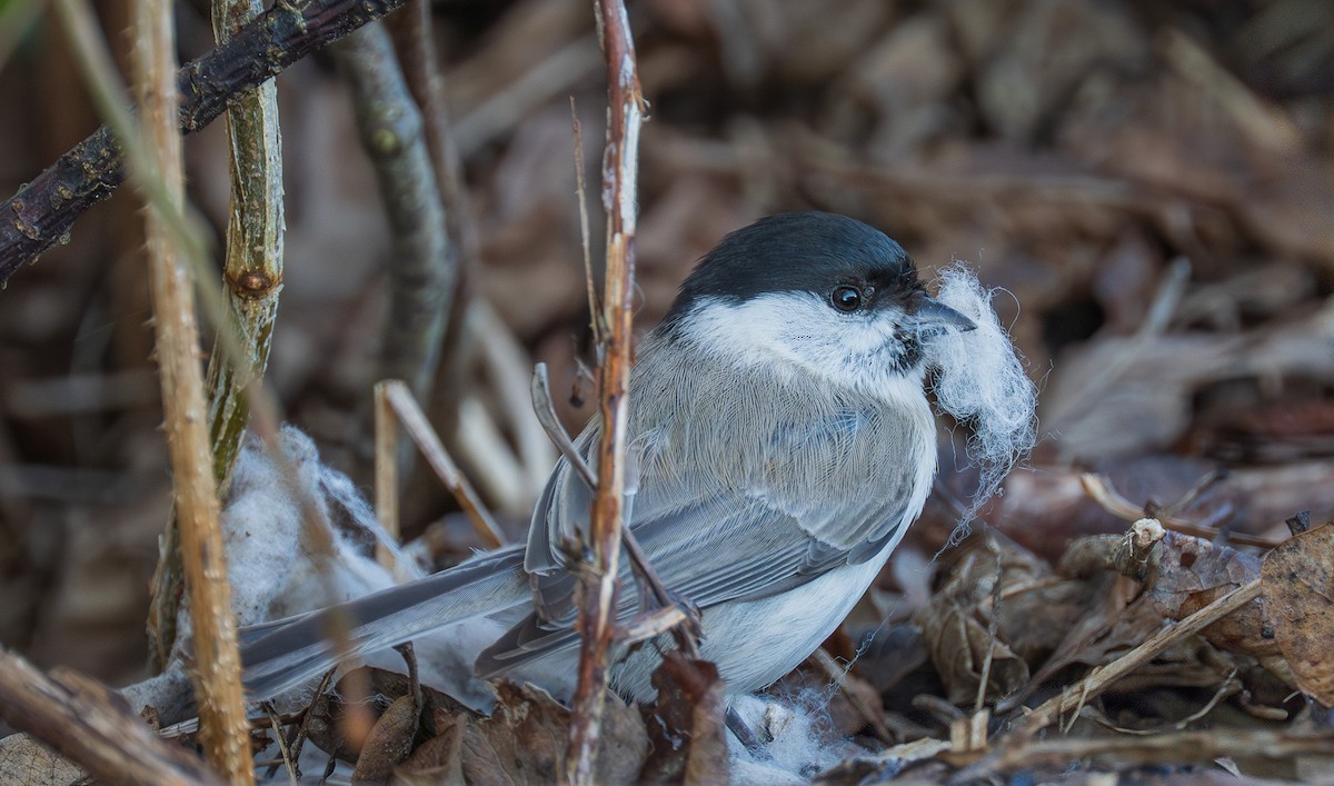 Kayın Baştankarası - ML637787287