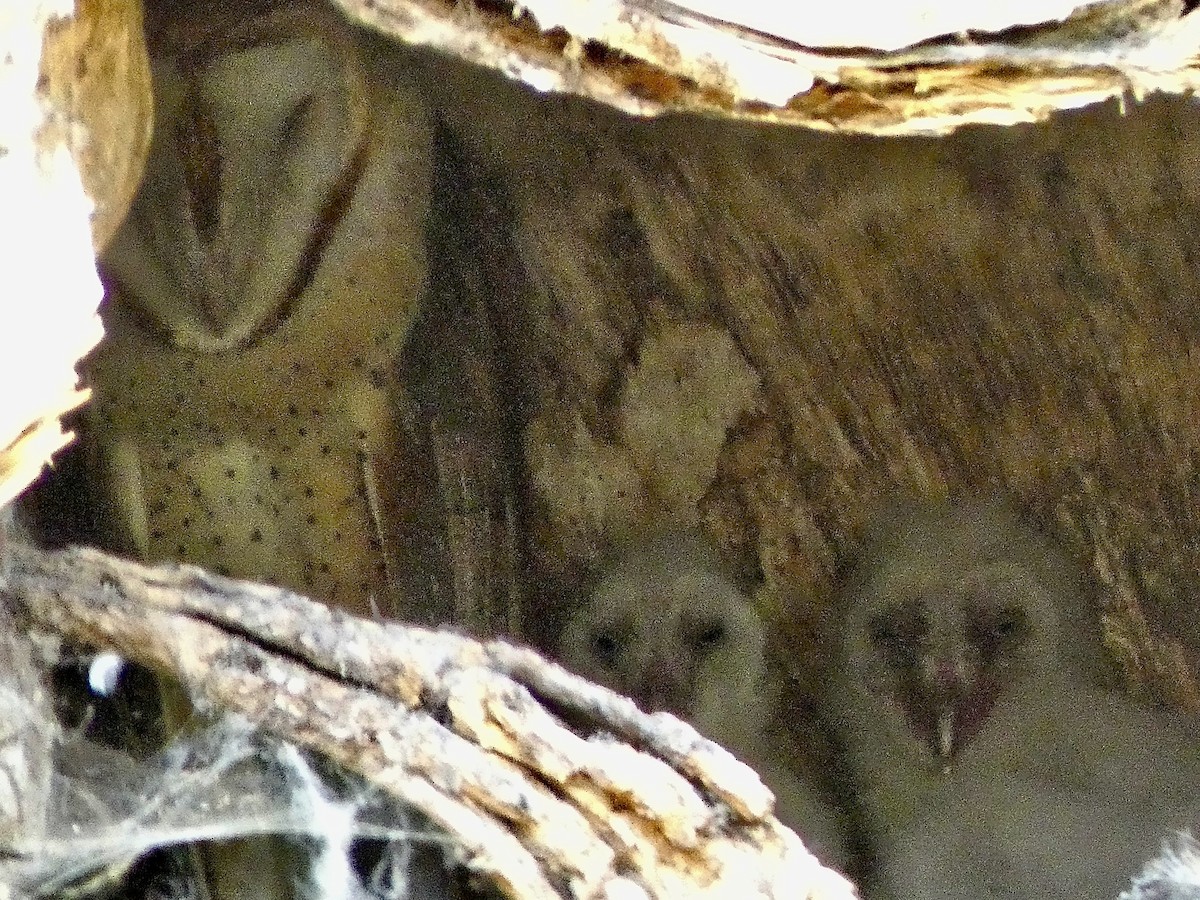 American Barn Owl - ML637787297