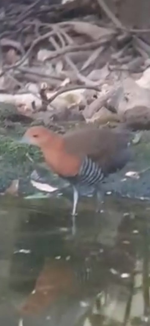 Slaty-legged Crake - ML637787302