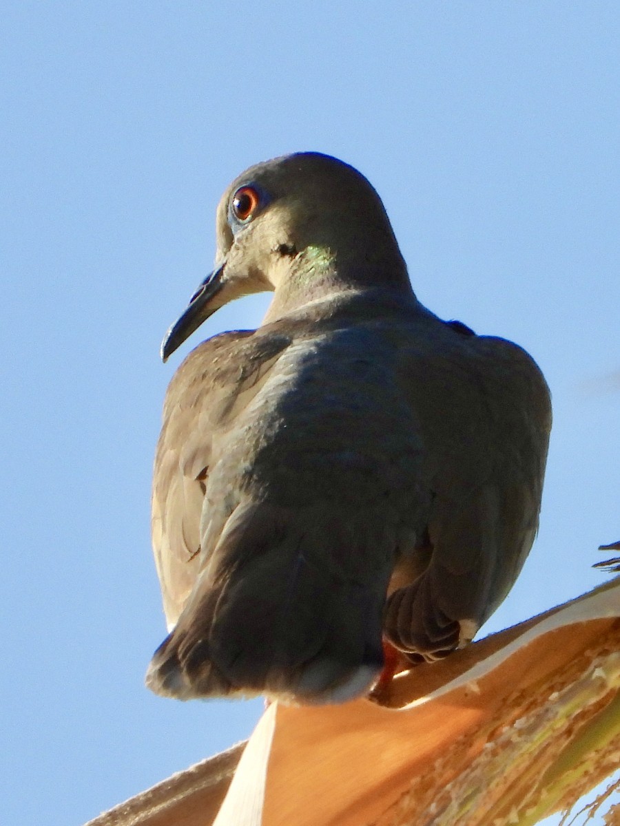 Mourning Dove - ML637787334