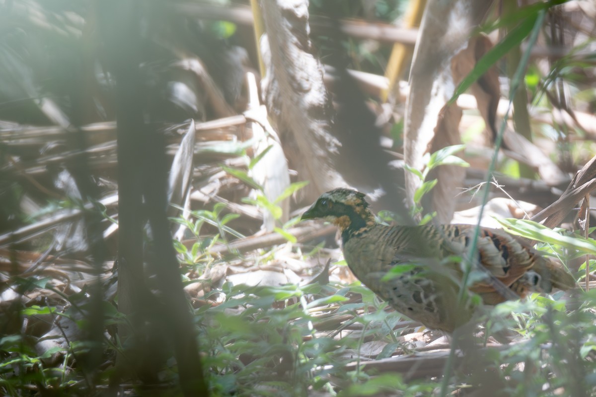 Orange-necked Partridge - ML637787362