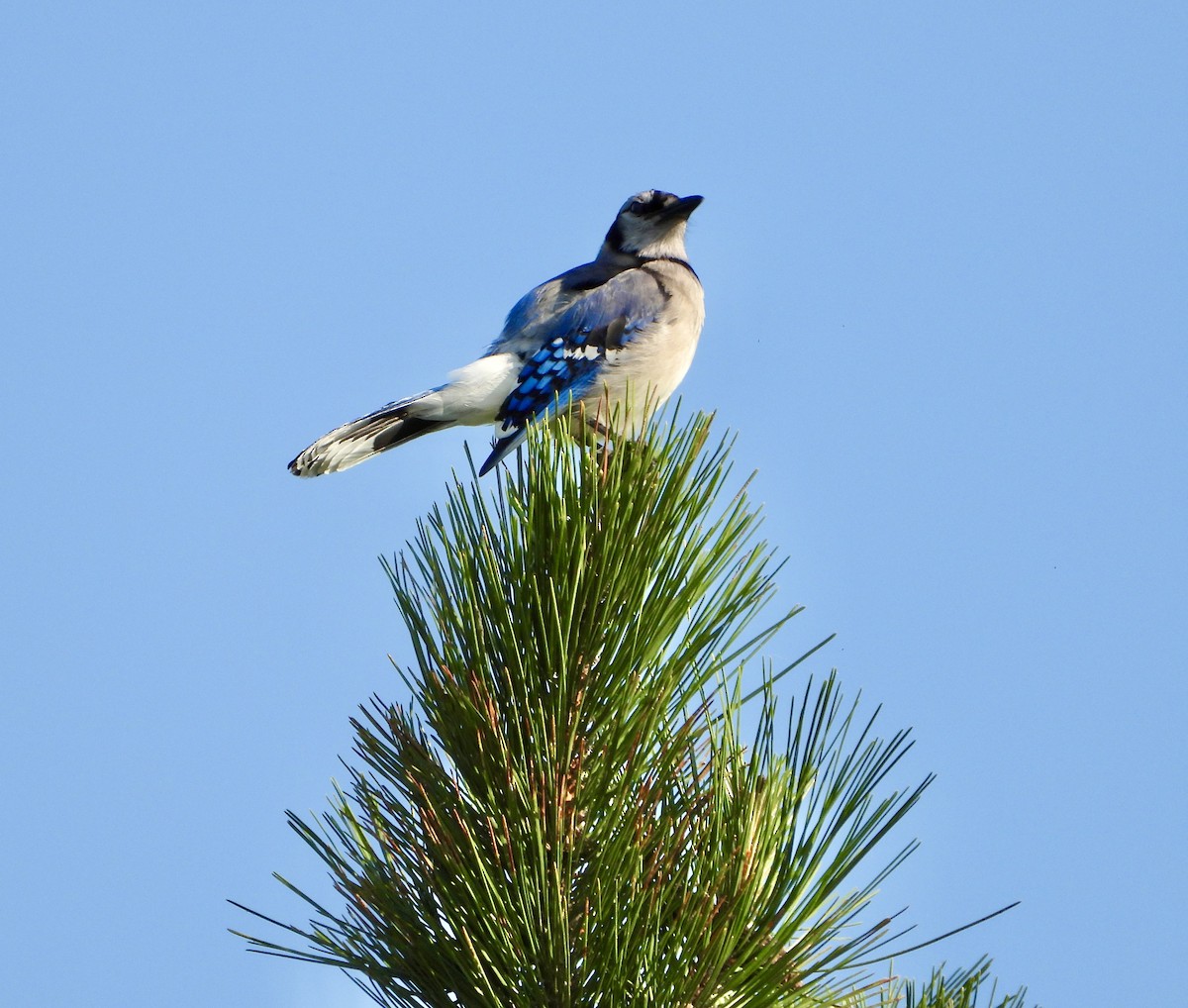 Blue Jay - ML637787536