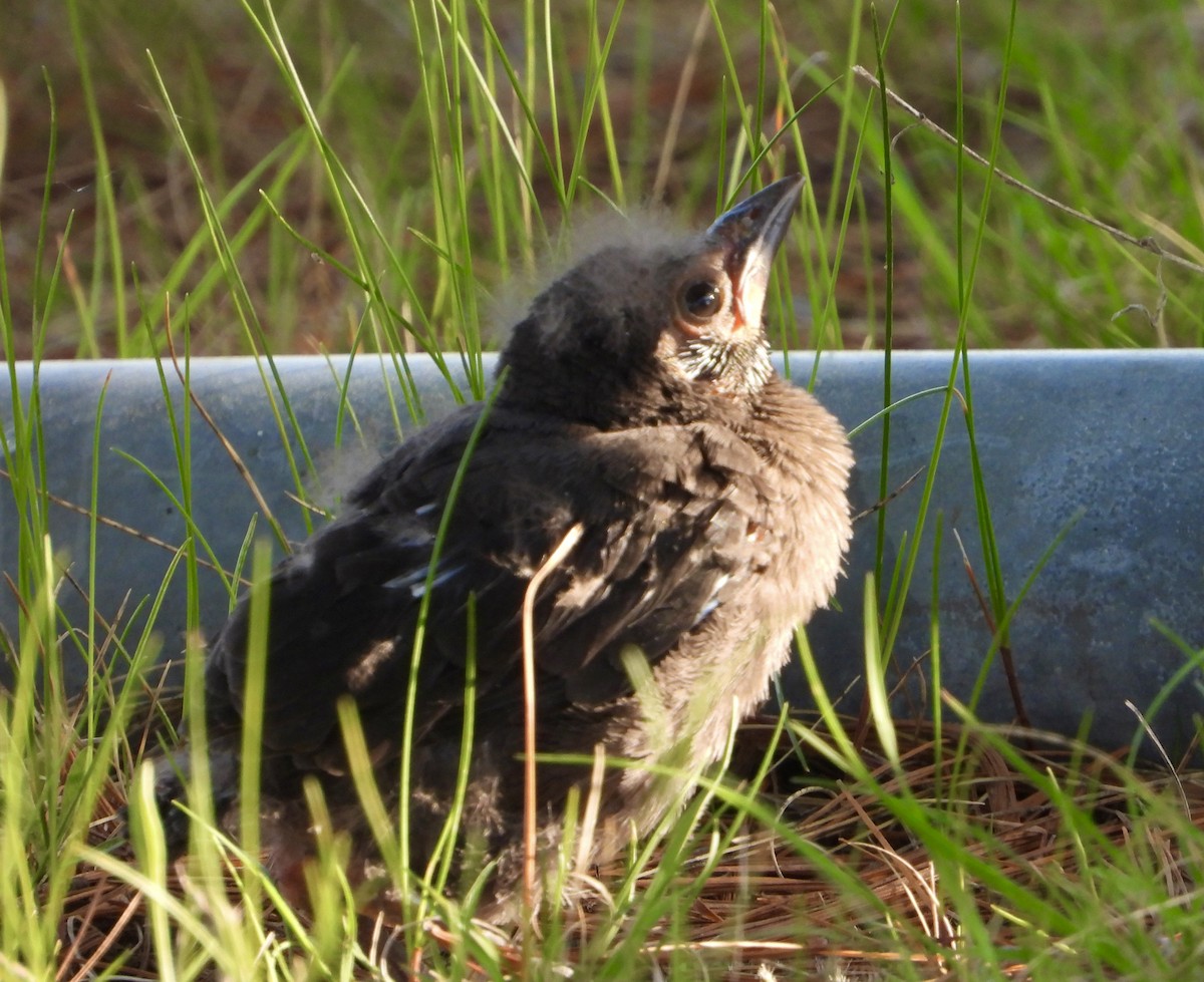 Common Grackle - ML637787545