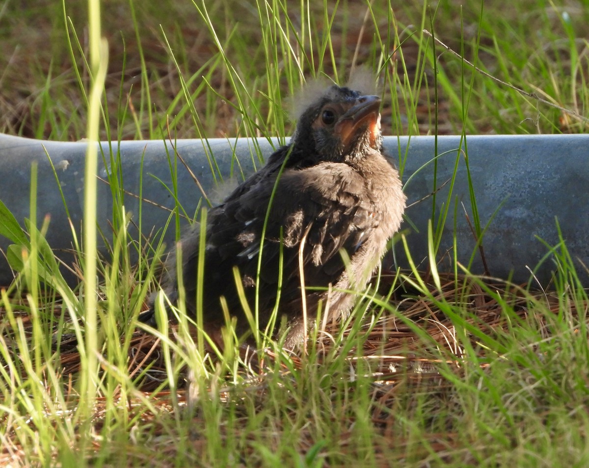 Common Grackle - ML637787552