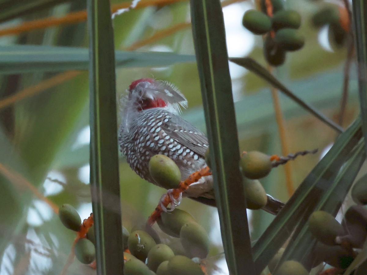 Red-headed Finch - ML637787555