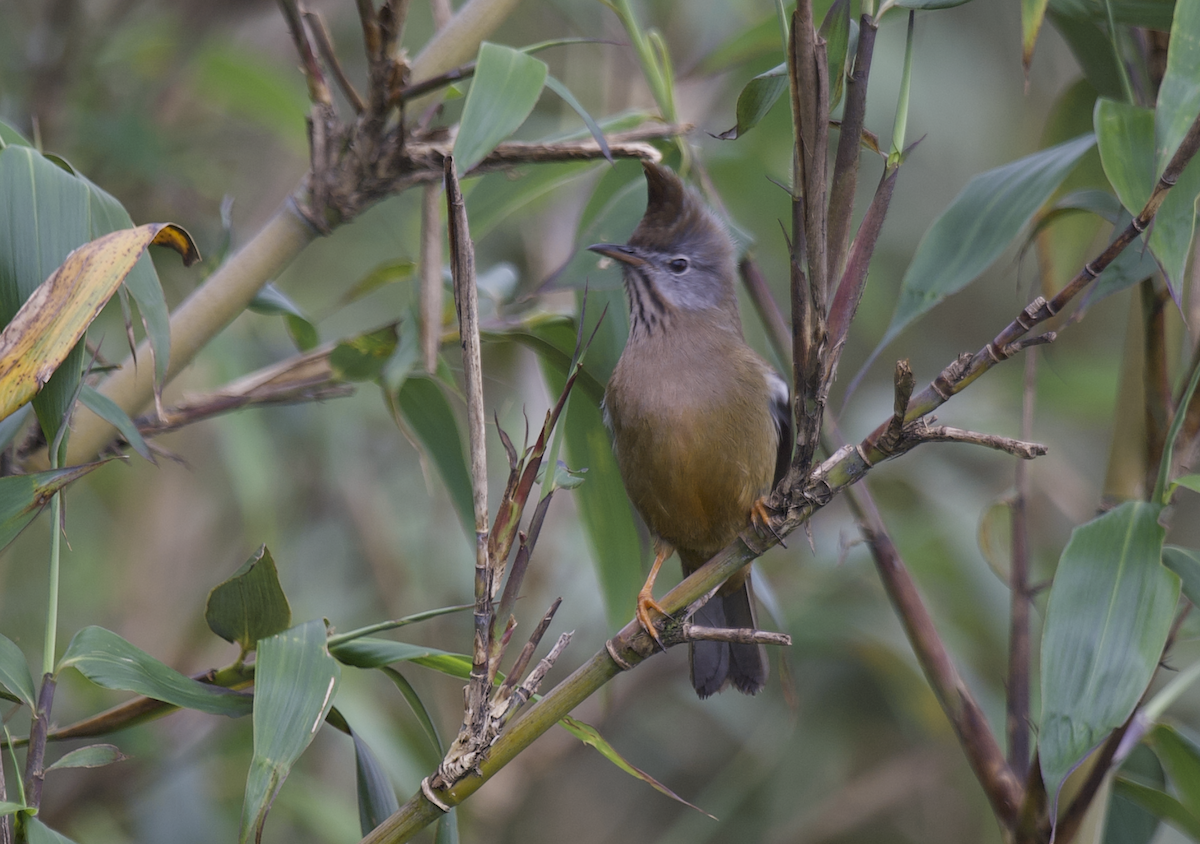 Stripe-throated Yuhina - ML637787603