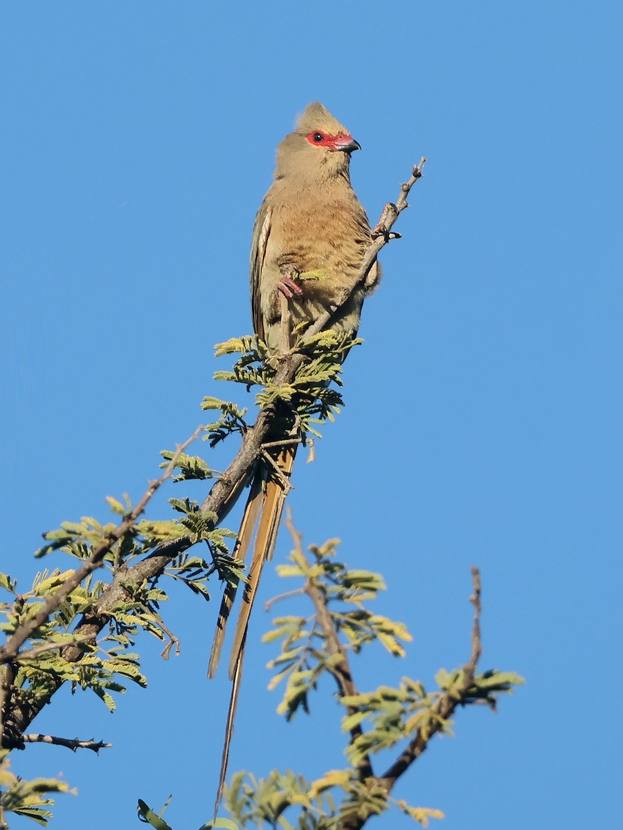 Red-faced Mousebird - ML637787640