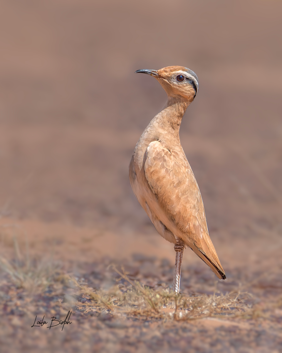 Cream-colored Courser - ML637787672