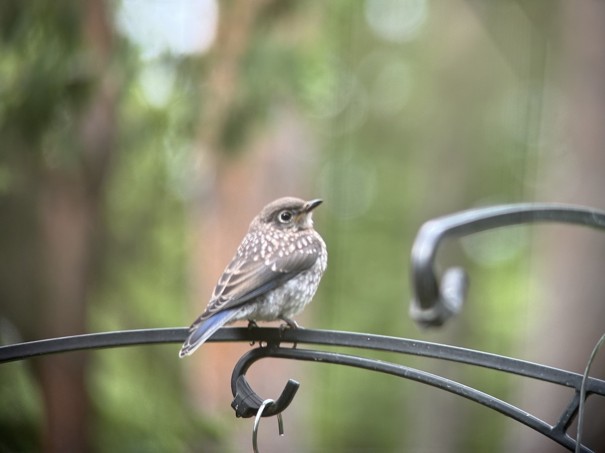 Eastern Bluebird - ML637787694