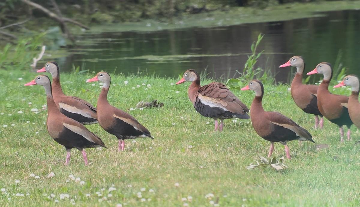Black-bellied Whistling-Duck - ML637787749