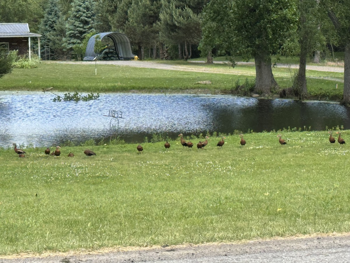 Black-bellied Whistling-Duck - ML637787750
