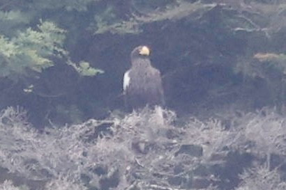 Steller's Sea-Eagle - ML637787783