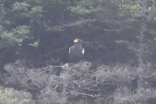 Steller's Sea-Eagle - ML637787784