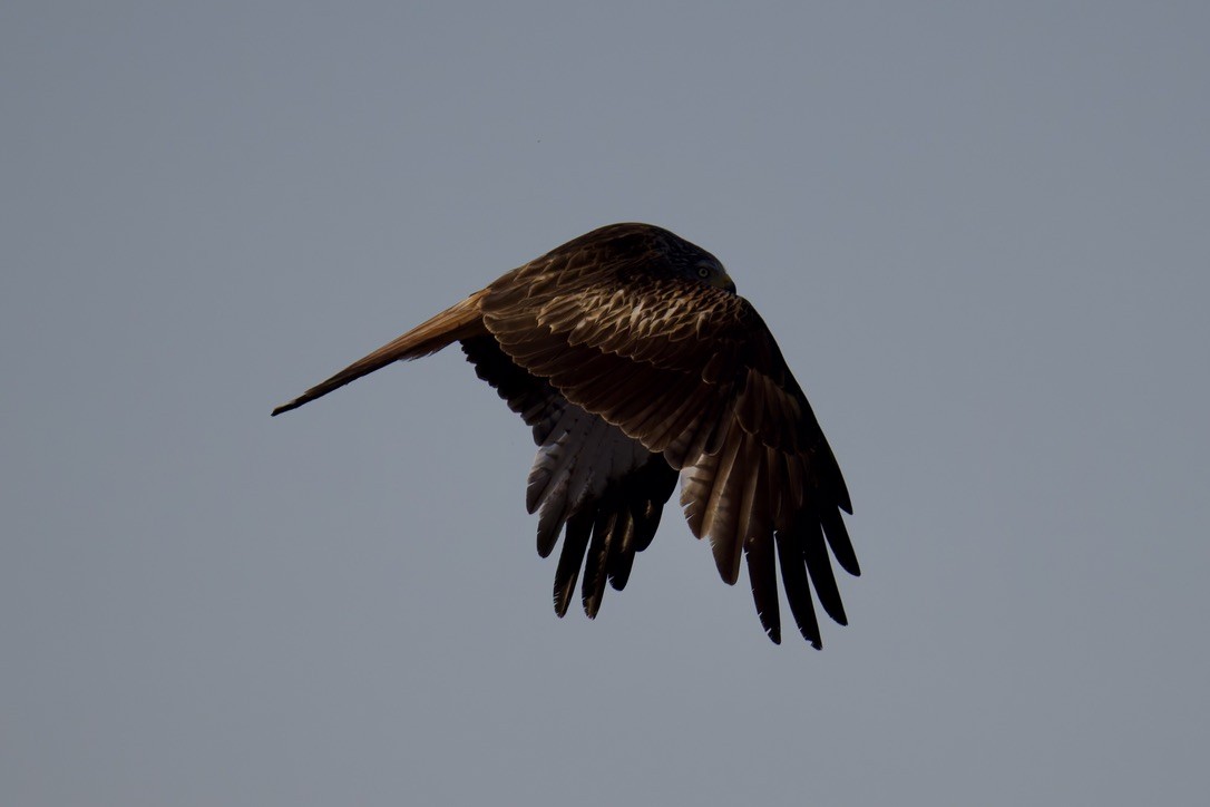 Red Kite - ML637787846