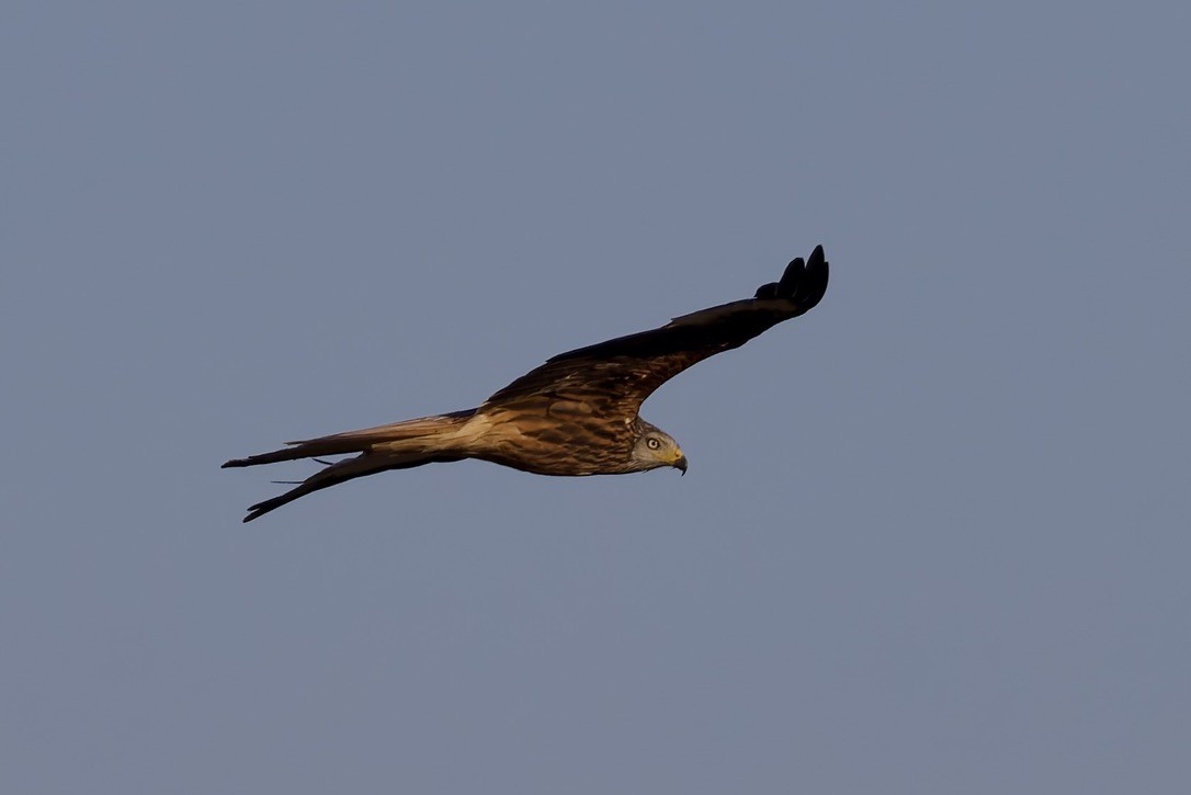Red Kite - ML637787847