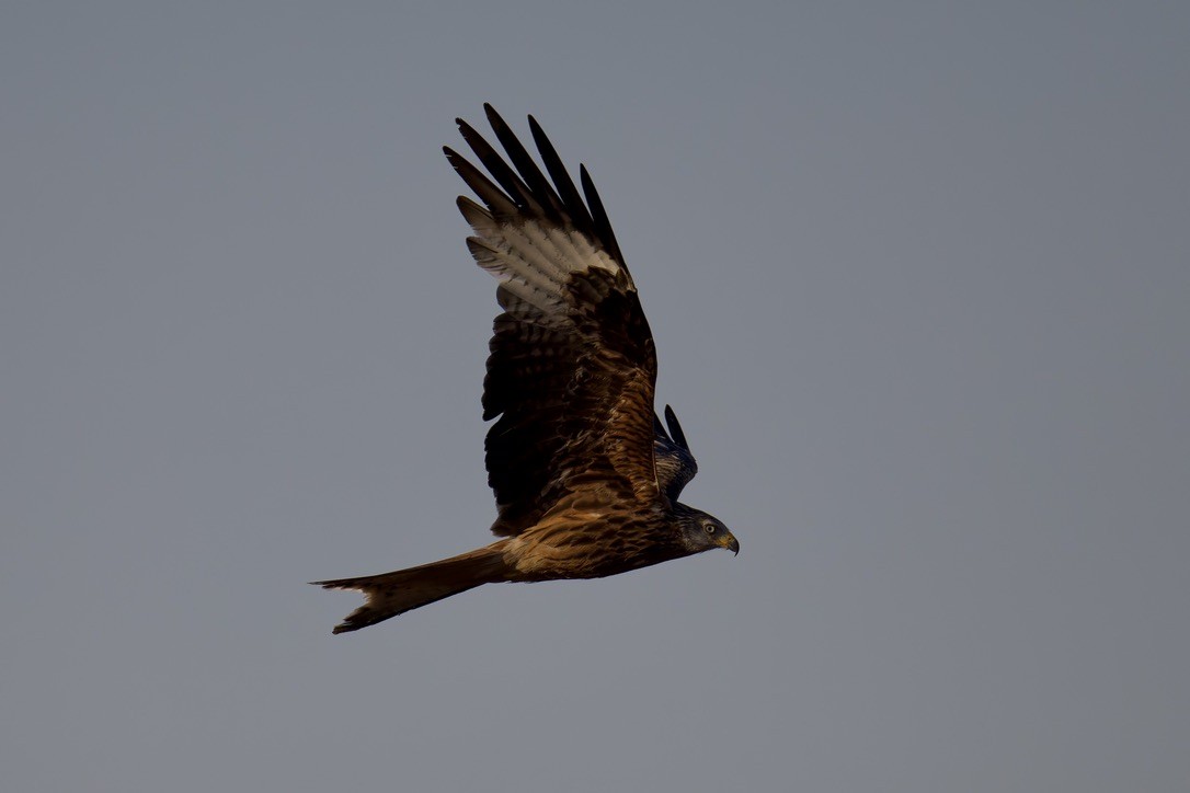 Red Kite - ML637787848