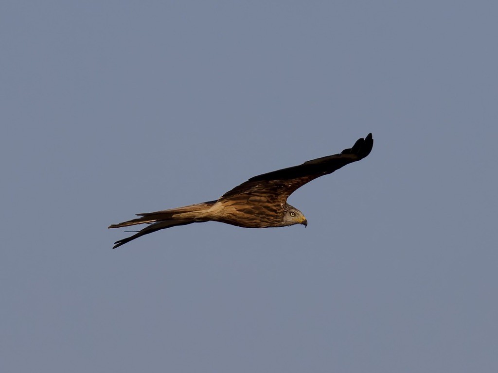 Red Kite - ML637787849